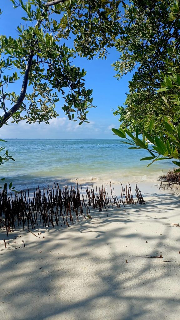 Playa de arena blanca y aguas turquesas vista entre los árboles en Isla de la Pasión, México