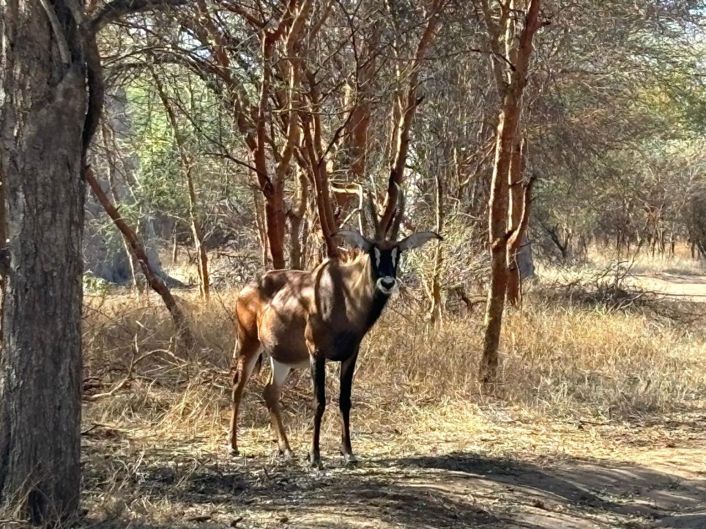 Un antílope ruano, con su pelaje rojizo y cuernos curvados hacia atrás, se destaca en la sabana de la Reserva de Bandia, Senegal, un ejemplo de la singularidad de la vida salvaje africana.