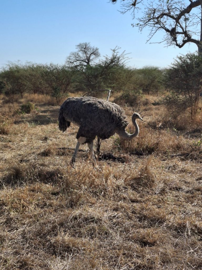 Un majestuoso avestruz, el ave no voladora más grande del mundo, se alza en la sabana de la Reserva de Bandia, Senegal, mostrando su tamaño y adaptaciones únicas.