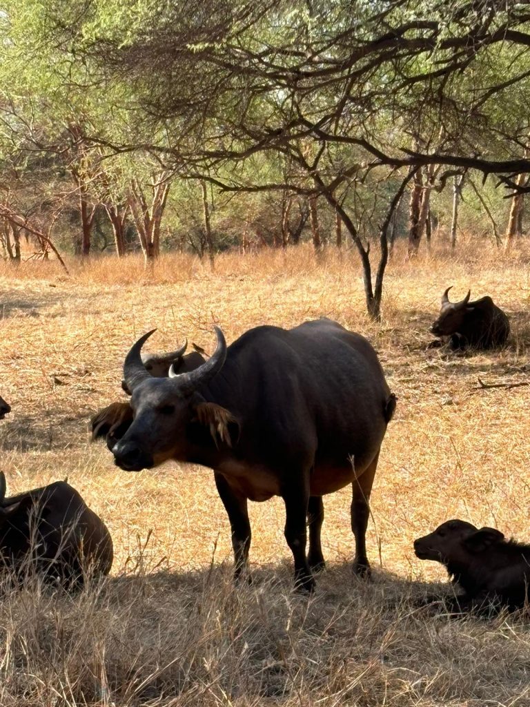 Un imponente búfalo africano, con su pelaje oscuro y cuernos prominentes, se encuentra en la Reserva de Bandia en Senegal, en su hábitat natural de sabana.