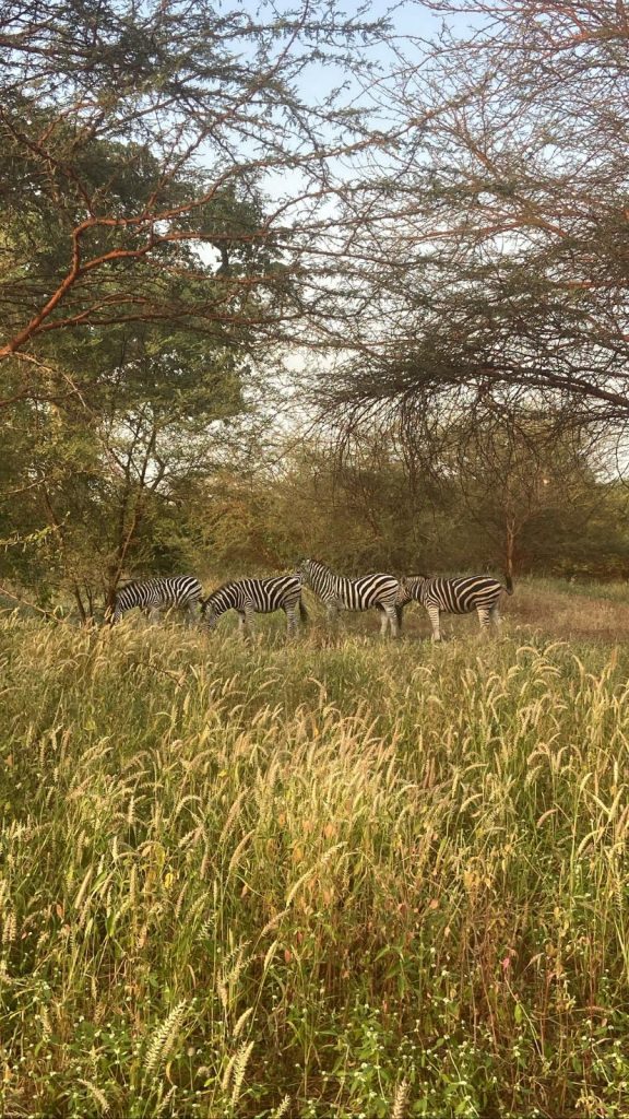 Una manada de cebras se reúne en la Reserva de Bandia, Senegal, mostrando su fuerte sentido social y su vida en grupo.