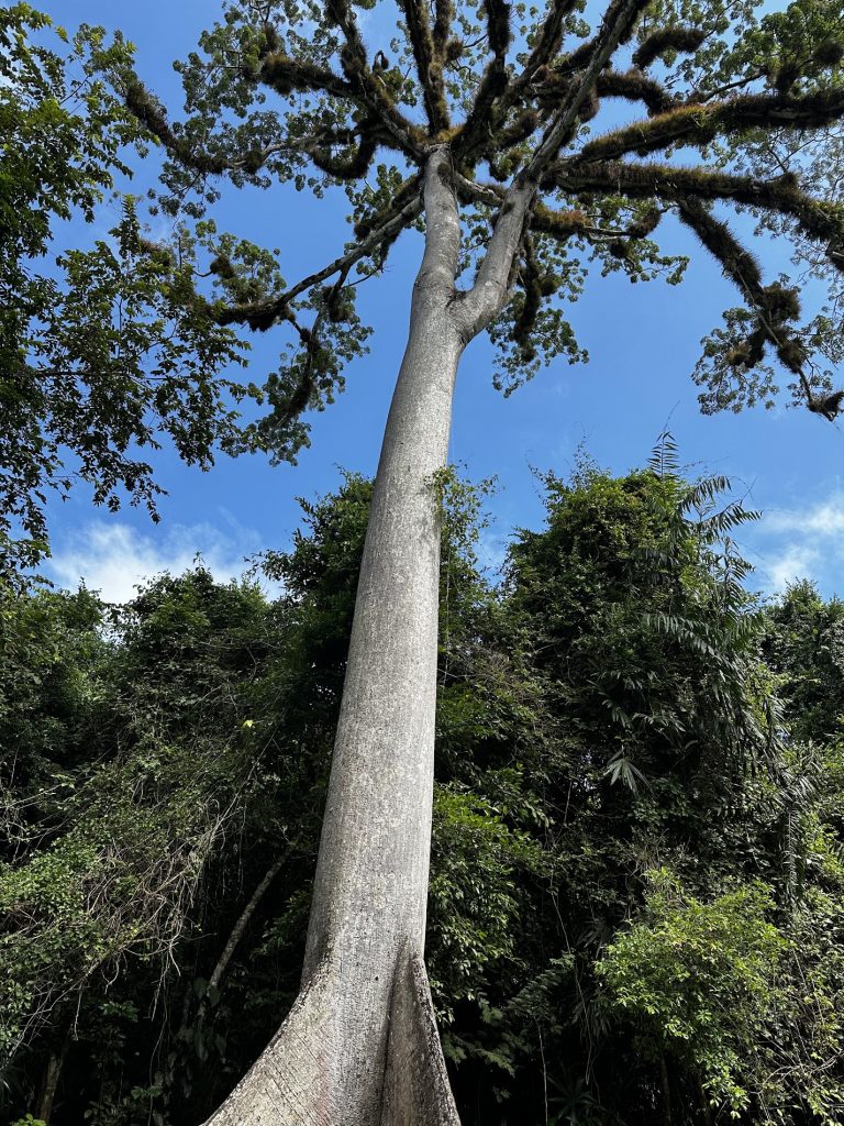 Árbol Ceiba en Tikal, mostrando su gran tamaño y la vegetación del parque nacional