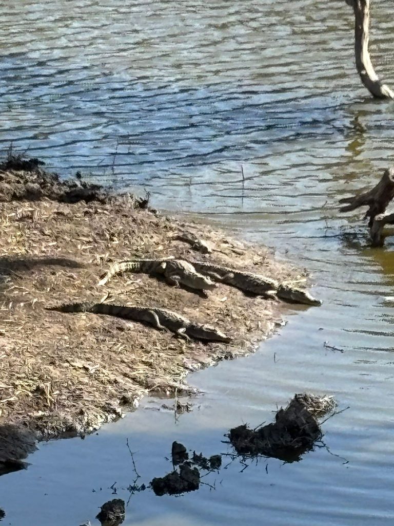 Un cocodrilo del Nilo nada en las aguas de la Reserva de Bandia, Senegal, un destino ecoturístico que protege a esta especie y su hábitat.