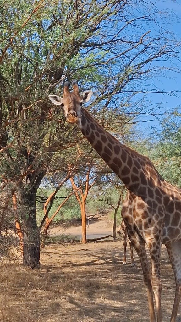 Una majestuosa jirafa, con su largo cuello y pelaje manchado, se alza sobre la sabana de la Reserva de Bandia en Senegal, en su hábitat natural.