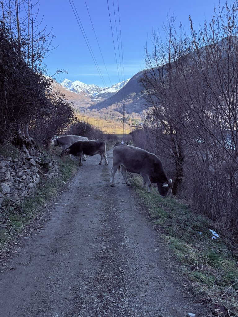 Vacas en Arties foto José Cotino Vacas detenidas en medio del sendero rural en el Valle de Arán, bloqueando el paso durante una ruta a pie