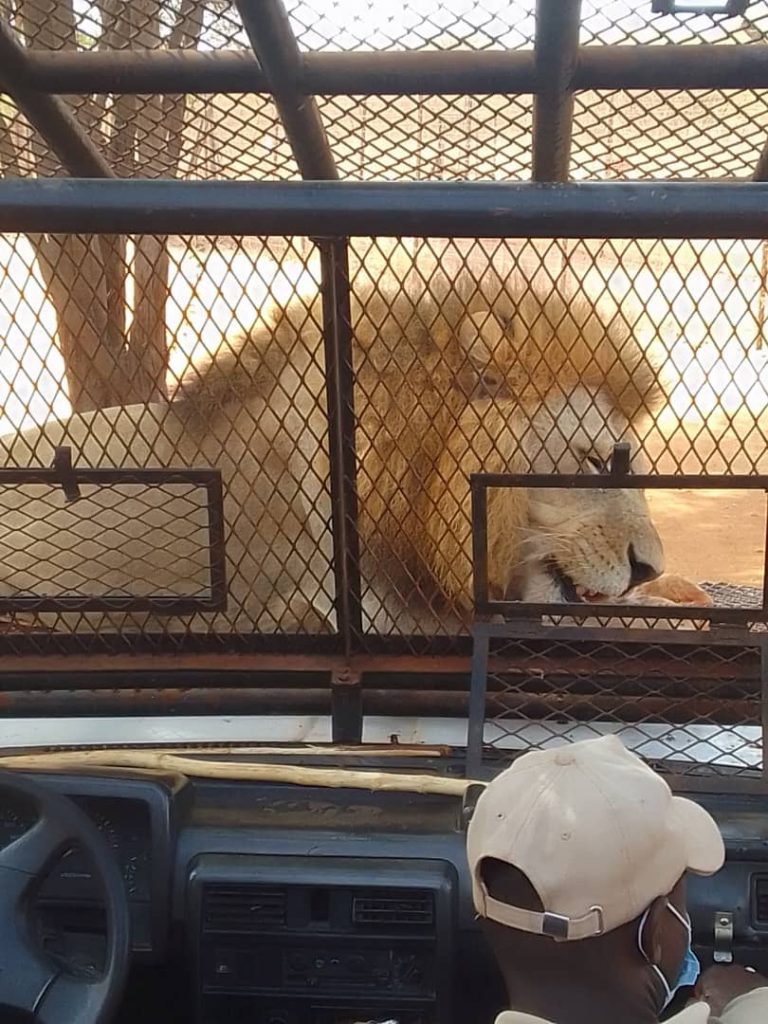 Majestuoso león macho devorando carne sobre un vehículo 4x4 en la Reserva de Bandia, Senegal.