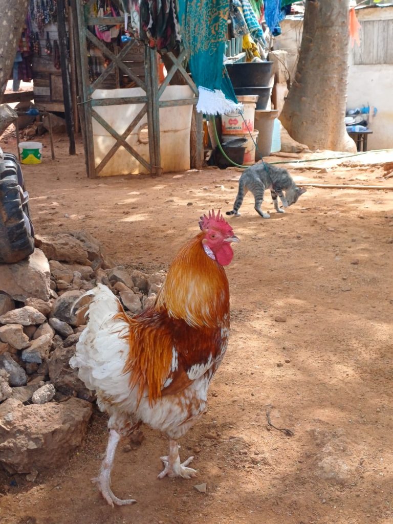 Gallo multicolor, animal de granja - Foto Jose Cotino