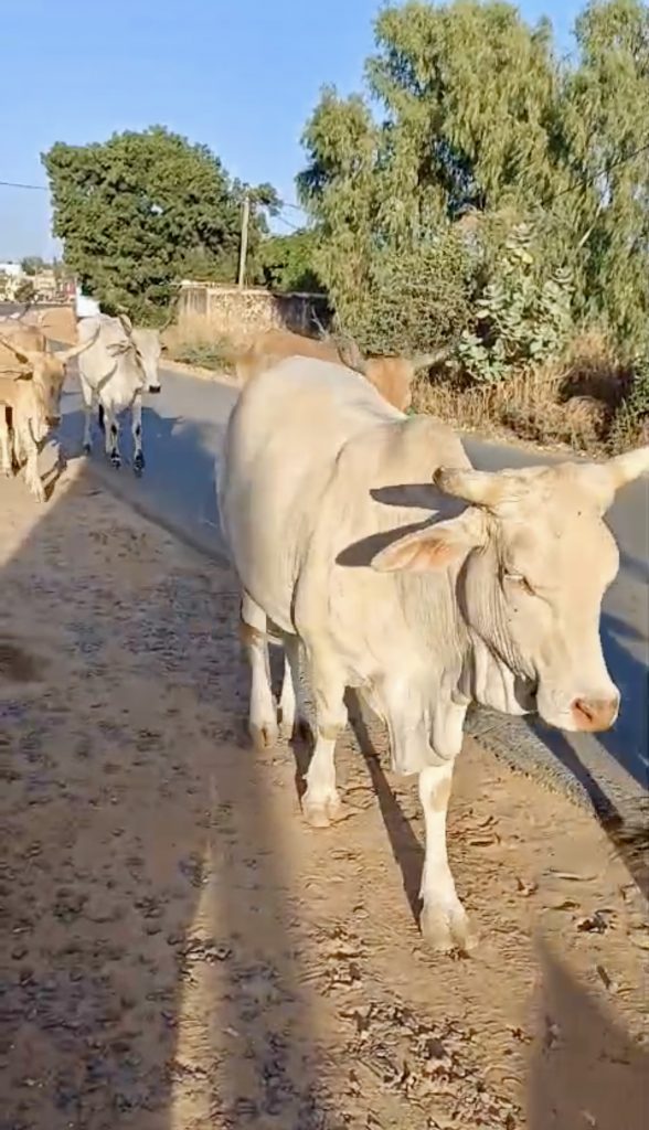Vacas caminando por la carretera en Saly, Senegal, en un día soleado